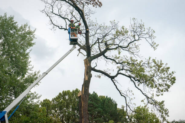 Best Tree Disease Treatment  in Aberdeen, SD